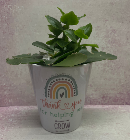 Ceramic plant pot and plant